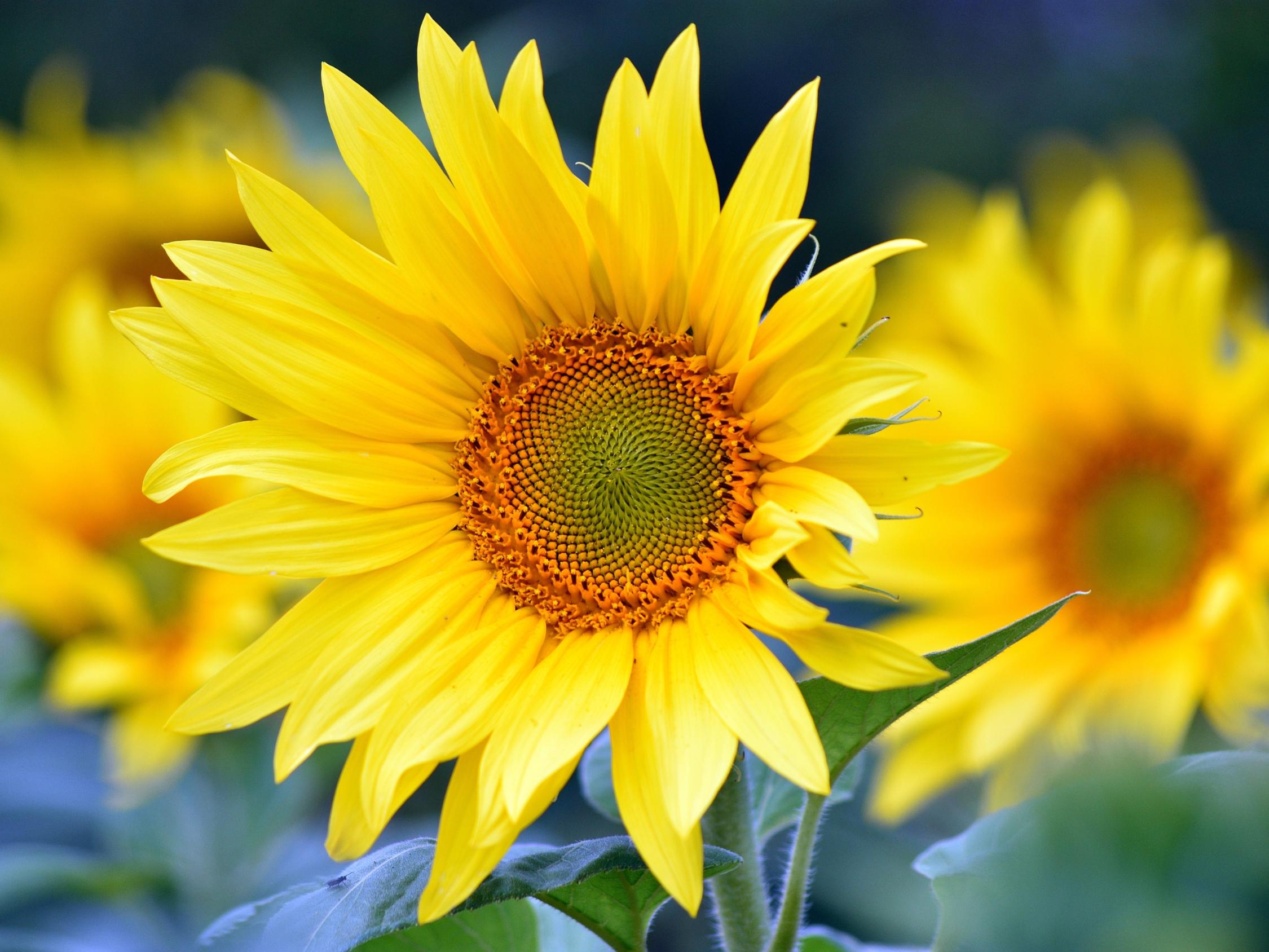 sunflowers-8351807